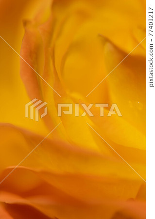 Roses blooming in the rose garden of Ryosenji Temple in Nara 77401217