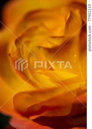 Roses blooming in the rose garden of Ryosenji Temple in Nara 77401219