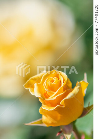 Roses blooming in the rose garden of Ryosenji Temple in Nara 77401220