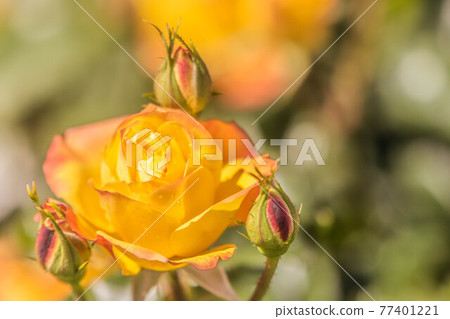 Roses blooming in the rose garden of Ryosenji Temple in Nara 77401221