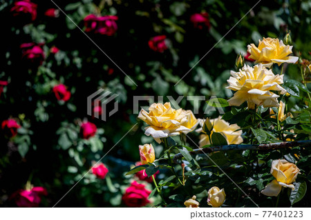 Roses blooming in the rose garden of Ryosenji Temple in Nara 77401223