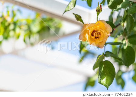 Roses blooming in the rose garden of Ryosenji Temple in Nara 77401224