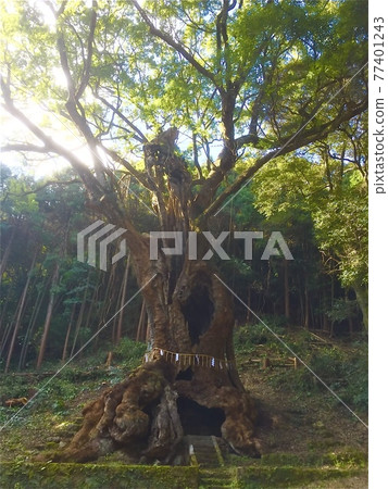 The sacred tree of Takeo Shrine The sacred tree of Takeo Shrine 77401243
