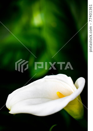 White flowers in the precincts of Chogakuji Temple 77401361