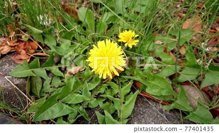 Wild dandelions Wild dandelions 77401435