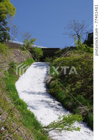 Sabo facility in Otari village, Shinshu, salt water, Hikagezawa, high head channel construction, stone-clad channel construction on the slope of 1/2 slope 77401481