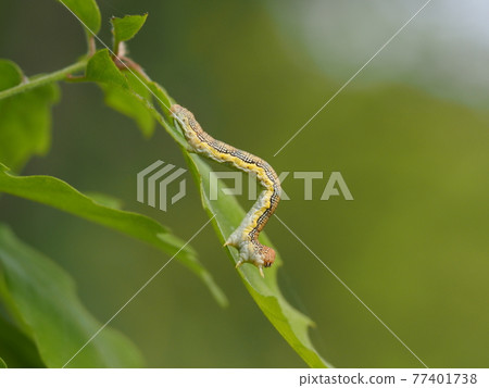 Larvae of Chabane Fuyushi 77401738