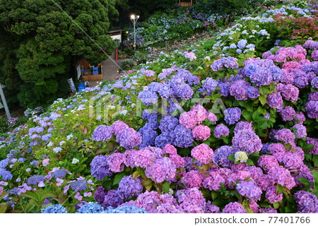 Hirahara Onsen Hydrangea 77401766