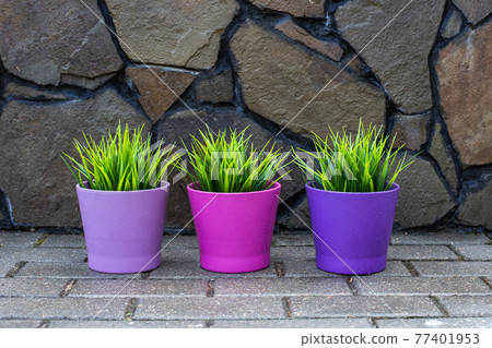 three flower pots with plants stand in the garden on the path 77401953