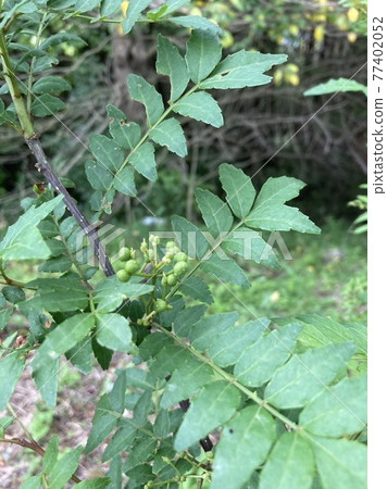 刺激你的山商 77402052