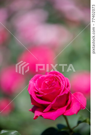 Roses blooming in the rose garden of Ryosenji Temple in Nara Roses blooming in the rose garden of Ryosenji Temple in Nara 77402073