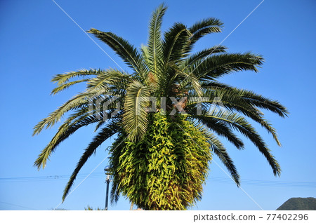 大江天守堂的熱帶樹 77402296