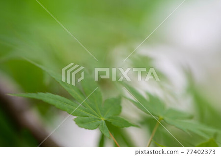 Macro shot of blue autumn leaves 77402373