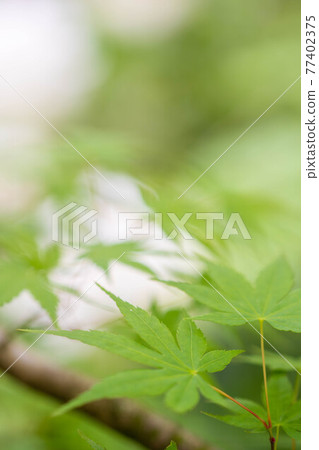 Macro shot of blue autumn leaves 77402375