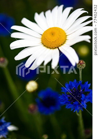 White and blue flowers 77402432