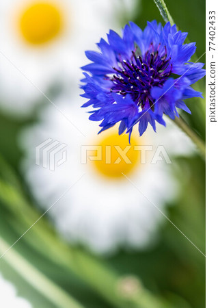 White and blue flowers 77402433