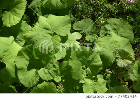 butterbur 77402434
