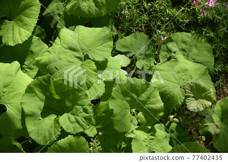 butterbur 77402435