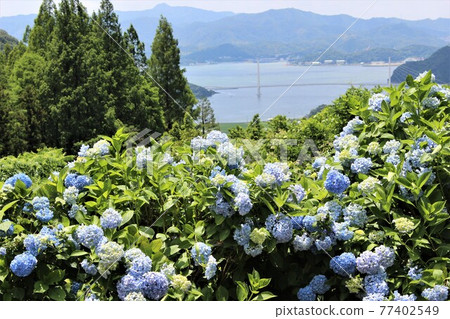 可俯瞰舞鶴灣的舞鶴自然文化公園 77402549