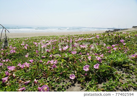Oritsu, Kashima City, Ibaraki Prefecture Bindweed flowers in full bloom against the backdrop of the blue sky of Kashima Nada 77402594