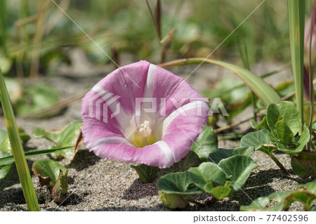 Oritsu, Kashima City, Ibaraki Prefecture A close-up of the bindweed flower in full bloom on the coast of Kashima Nada 77402596