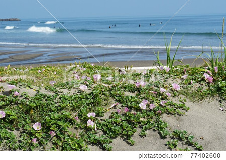 Oritsu, Kashima City, Ibaraki Prefecture Bindweed flowers in full bloom against the backdrop of the blue sky of Kashima Nada Oritsu, Kashima City, Ibaraki Prefecture Bindweed flowers in full bloom against the backdrop of the blue sky of Kashima Nada 77402600