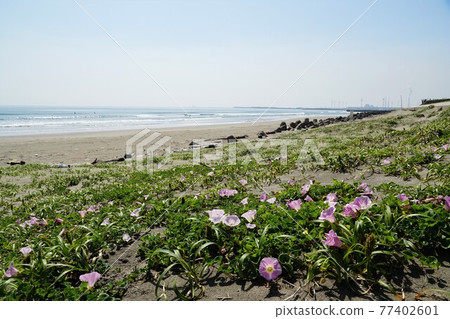 茨城縣鹿島市折立 在鹿島灘的藍天映襯下盛開的旋花 茨城縣鹿島市折立 在鹿島灘的藍天映襯下盛開的旋花 77402601