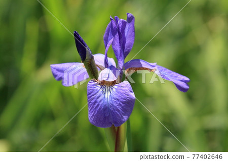 鳶尾花鳶尾 鳶尾花鳶尾 77402646