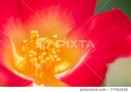 奈良龍泉寺玫瑰園裡盛開的玫瑰 77402690