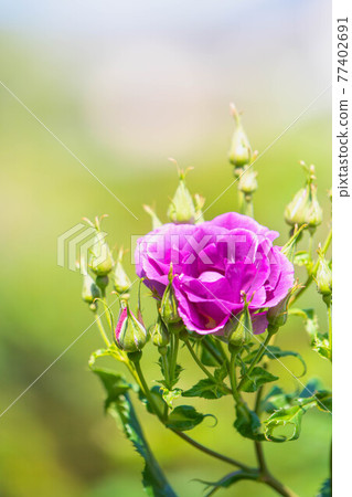 Roses blooming in the rose garden of Ryosenji Temple in Nara 77402691