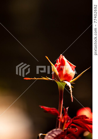 奈良龍泉寺玫瑰園裡盛開的玫瑰 77402692