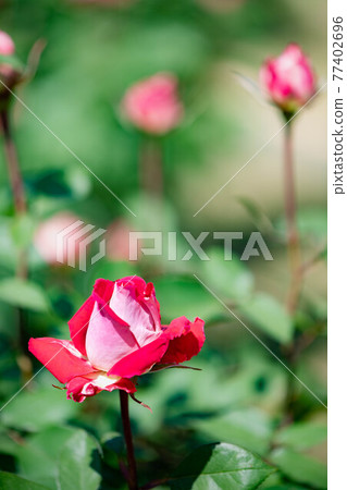 Roses blooming in the rose garden of Ryosenji Temple in Nara 77402696