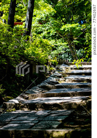 Stone stairs surrounded by greenery 77402697
