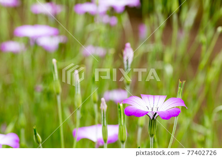 埼玉縣川越市休耕地石竹 77402726
