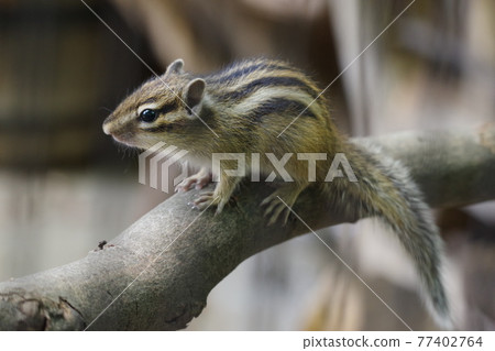Cute chipmunk in the citizen's forest 77402764