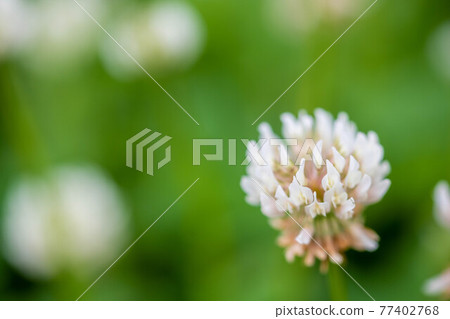 White clawed grass White clawed grass 77402768