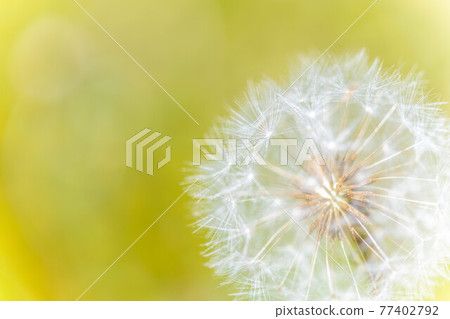 Dandelion fluff on a green background 77402792