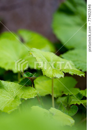 Lots of butterbur 77402846