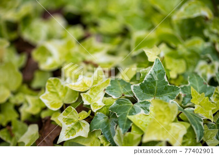 Ivy background material 77402901