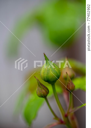 Bud of Roses 77402902