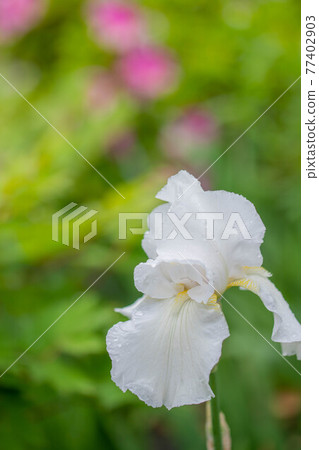 White iris 77402903