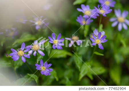 Miyako Washer Flower 77402904