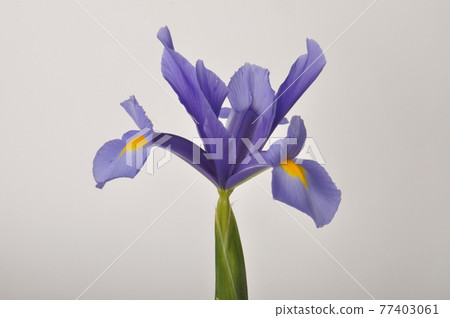 leaf iris in sword on a white background leaf iris in sword on a white background 77403061