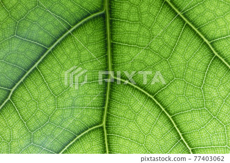 Ficus lyrate leaf texture as natural background Ficus lyrate leaf texture as natural background 77403062