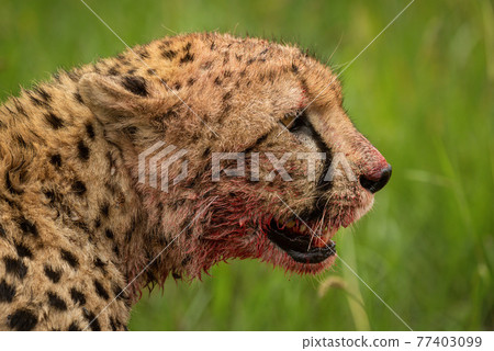 Close-up of bloody cheetah head in profile Close-up of bloody cheetah head in profile 77403099