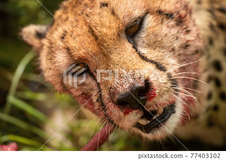 Close-up of bloody cheetah gnawing at hartebeest carcase 77403102