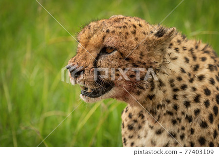 Close-up of bloodstained cheetah sitting in grass Close-up of bloodstained cheetah sitting in grass 77403109