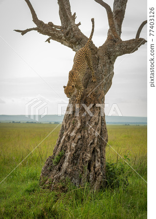Cheetah walks down tree trunk in grassland 77403126