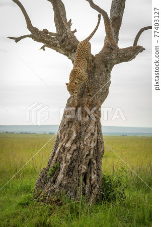 Cheetah walks down slanted tree in savannah 77403127