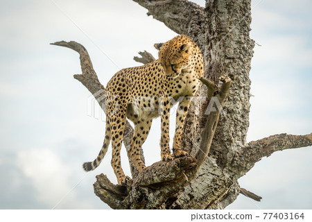 Cheetah stands in dead tree staring down 77403164